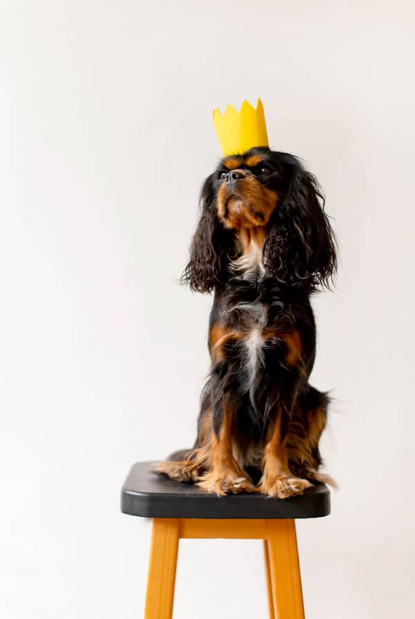chien, les risque de manger un galette des rois