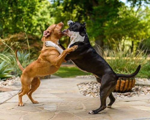 deux-chiens-qui-se-battent