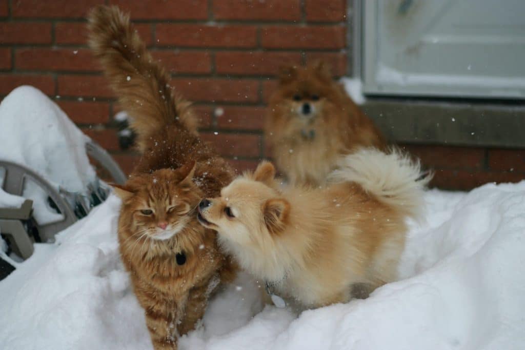 chien et chat au ski qui se font des bisous dans la neige devant un autre chien