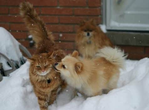 chien et chat au ski qui se font des bisous dans la neige devant un autre chien
