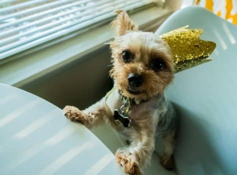 Chien avec une couronne lors de la galette des rois et l'épiphanie