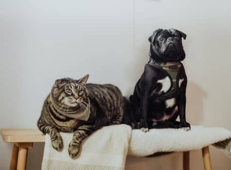 Chien et chat sur un tabouret dans la salle de bain pour prendre un bain de résolutions en 2024