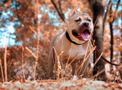 un-chien-avec-un-collier-en-laisse