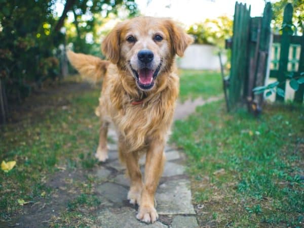 un-chien-golden-retriever-content