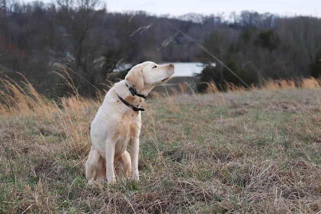 un-chien-qui-porte-des-colliers