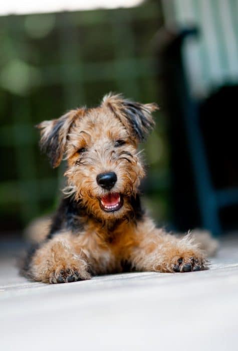 un-petit-chien-heureux