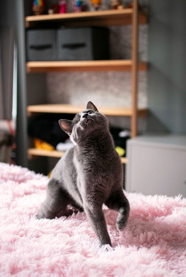 Caractéristique d'un chat qui patoune