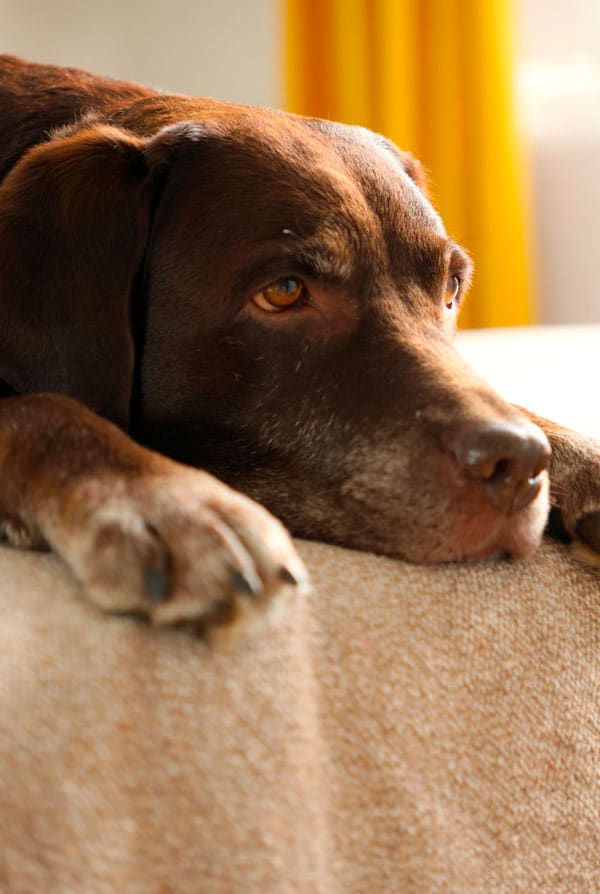 Caractéristiques d'un chien agé en dépression