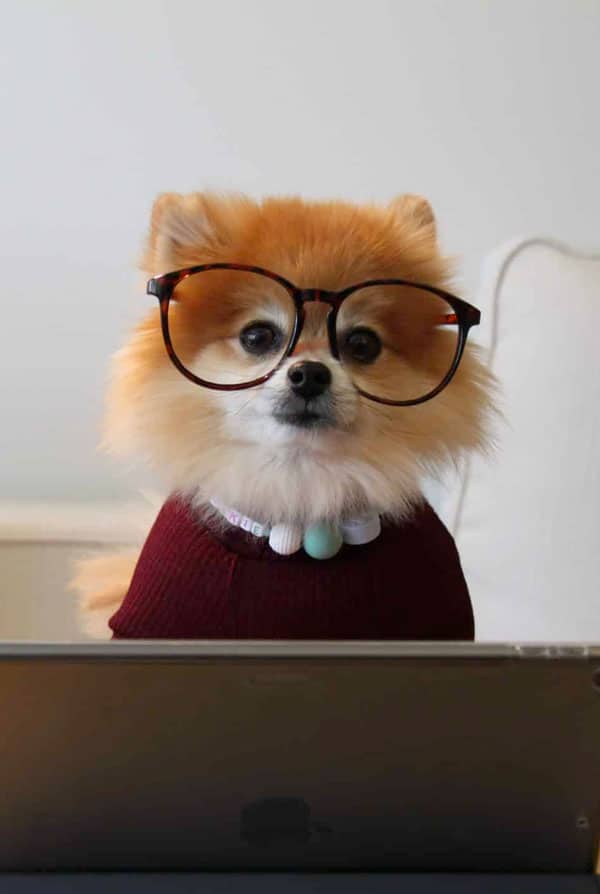 Chien devant un ordinateur et des lunettes