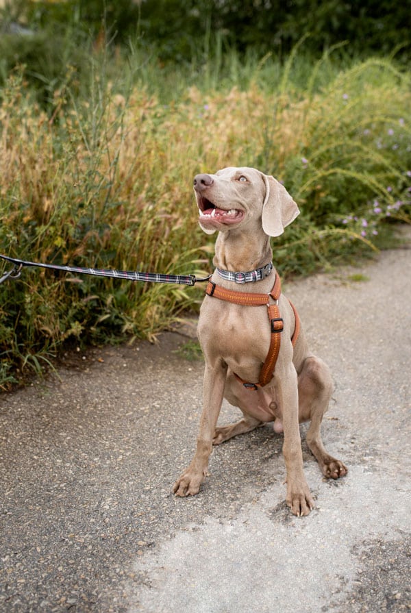 Chien collier électrique promenade