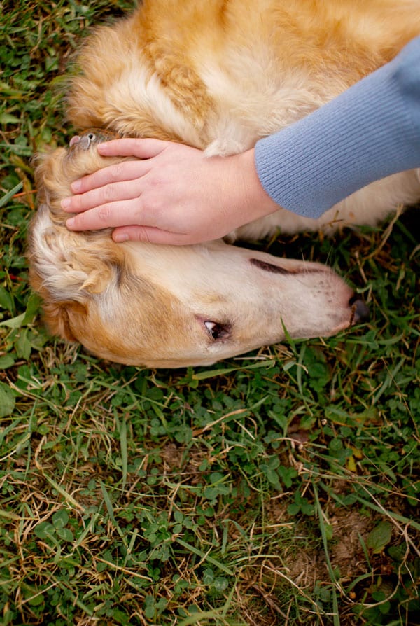 Chien plaie collier électrique
