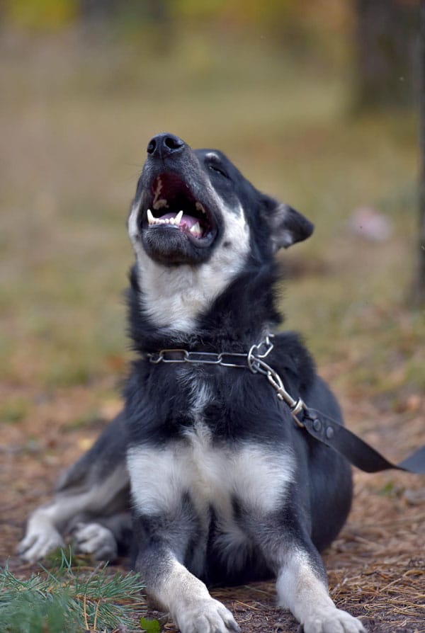 Chien qui aboie collier électrique