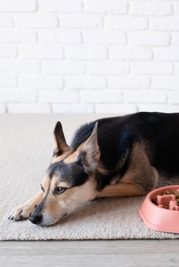 Chien sans appétit en dépression