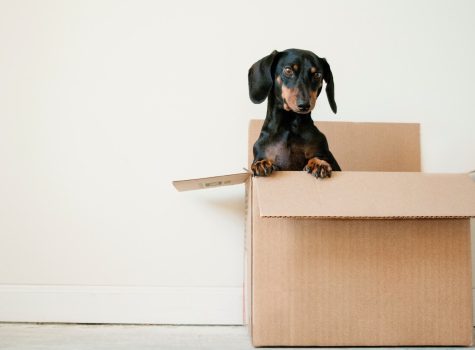 Chien teckel dans un carton de déménagement