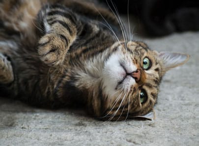 Chat qui patoune ou petrit