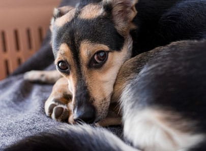 Chien agé dépression