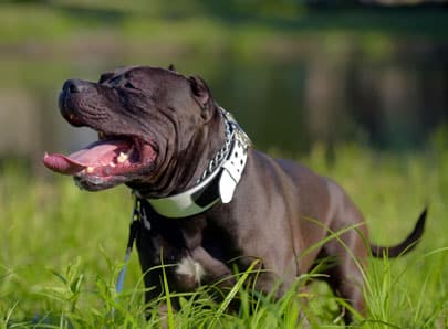 Chien collier électrique