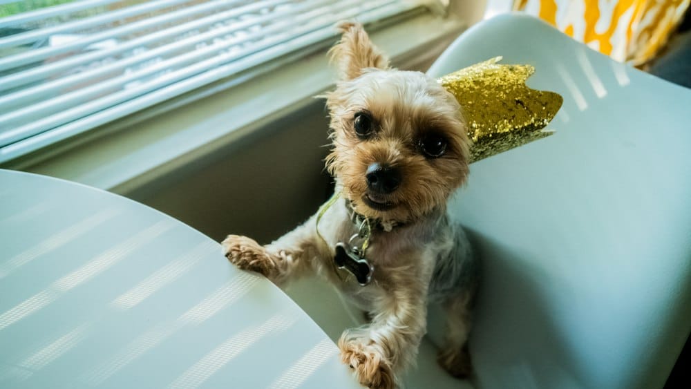 Chien avec une couronne pendant la galette des rois et l'épiphanie 