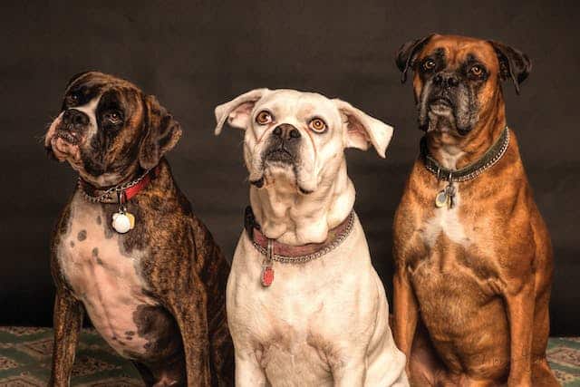 trois-chiens-portant-des-colliers-étrangleurs