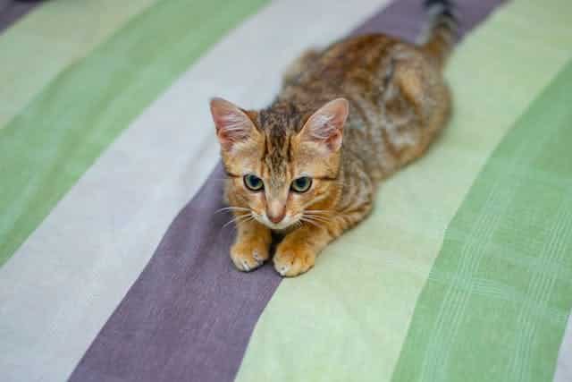 un-chaton-couché-sur-un-lit-moelleux