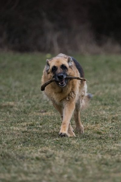 n-chien-agé-qui-rapporte-un-baton