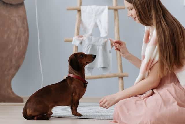 un-chien-qui-se-fait-éduquer-par-la-récompense