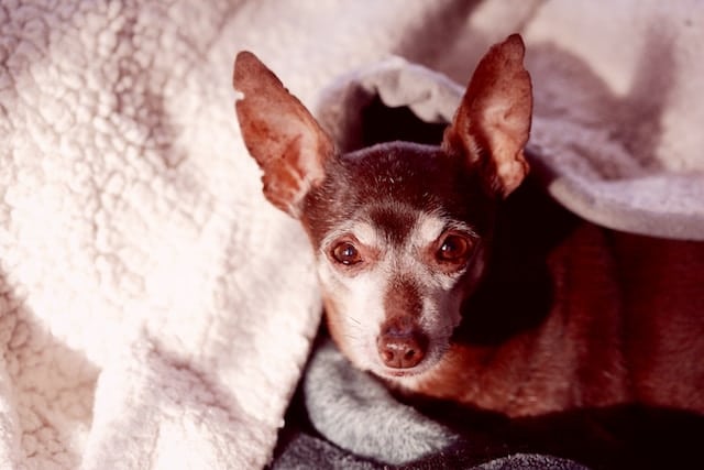 un-petit-chien-couché-sur-un-canapé