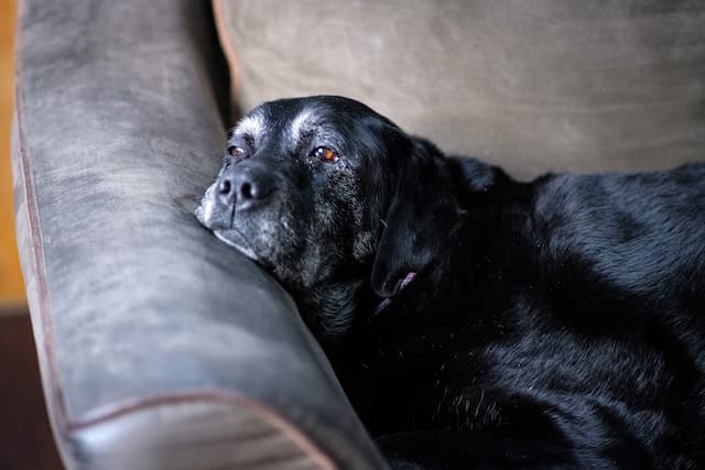 un-vieux-chien-couché-sur-un-canapé