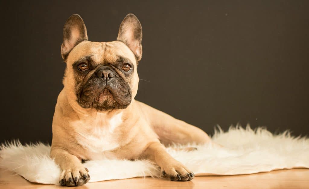 Chien Bouledogue Français