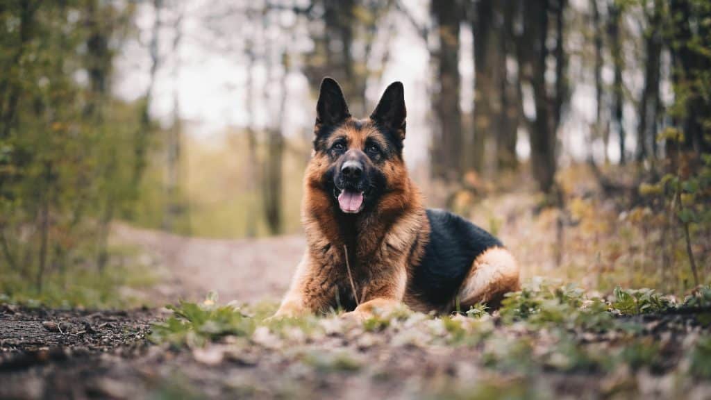 Chien Berger Allemand, top 5 du chien préféré des français 