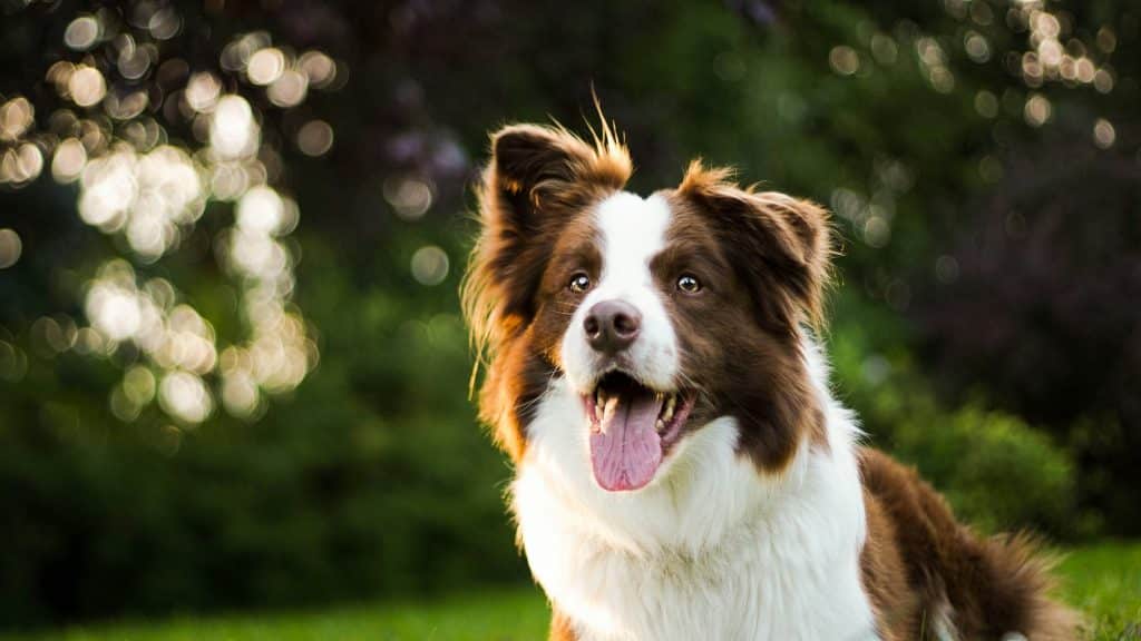 Chien Border Collie