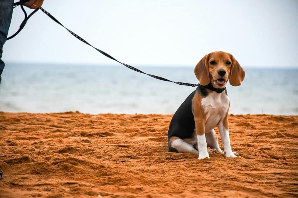 Chien Beagle, top 9 du chien préféré des français 