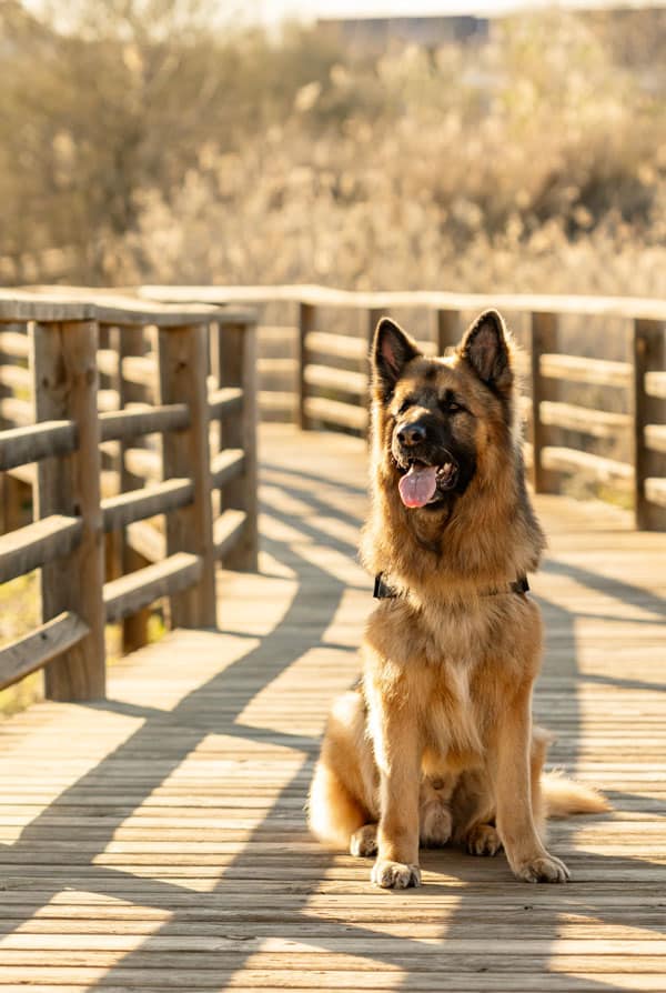 Berger Allemand chien préféré des français