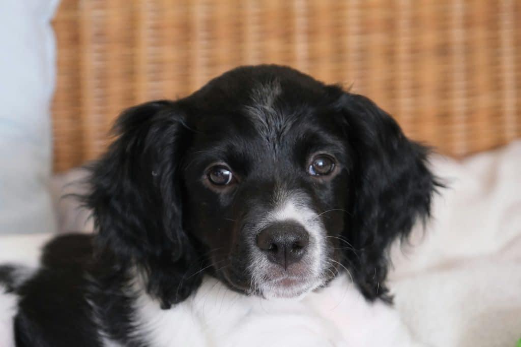 Chien Épagneul Breton, top 10 du chien préféré des français 