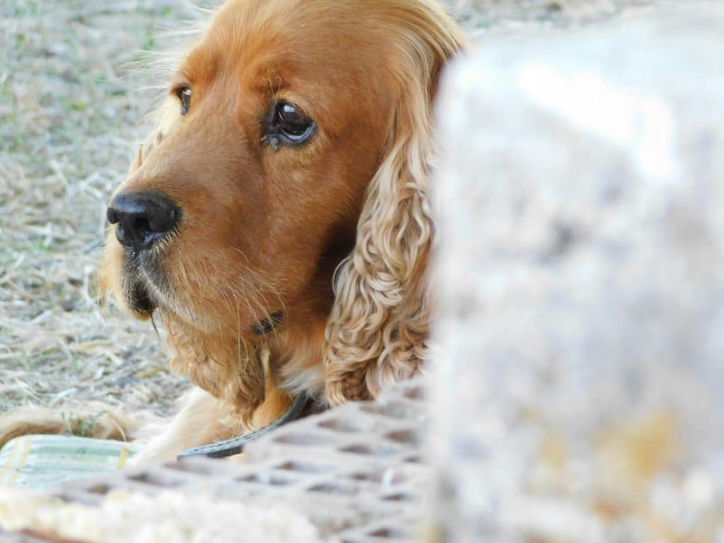Chien Cocker Spaniel Anglais, top 8 du chien préféré des français 