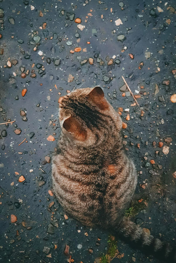 Les caractéristiques d'un chat sous la pluie