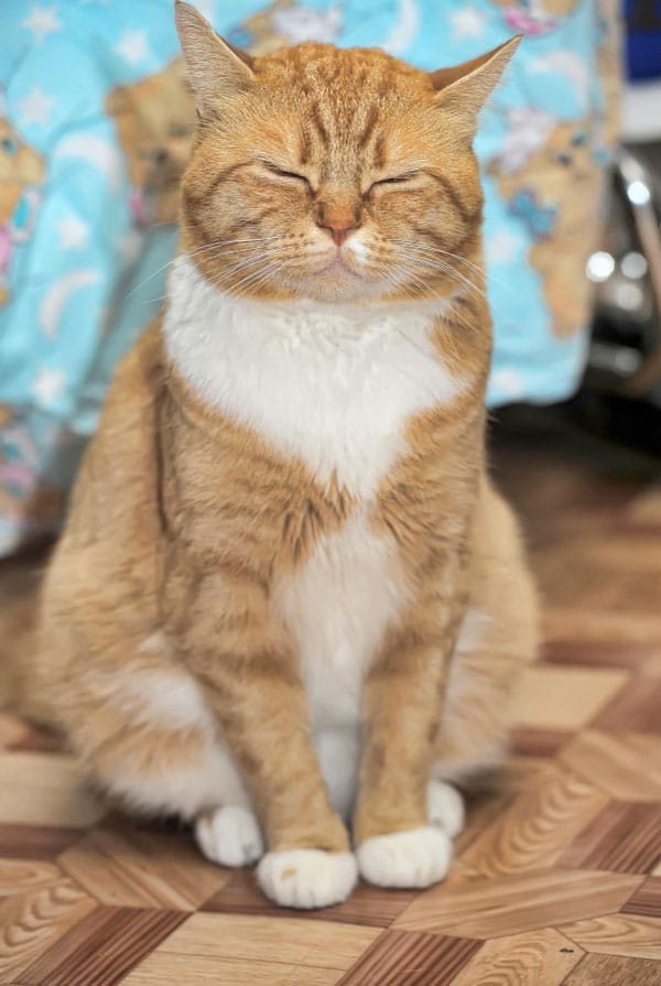 Caractéristiques d'une chatte gestante