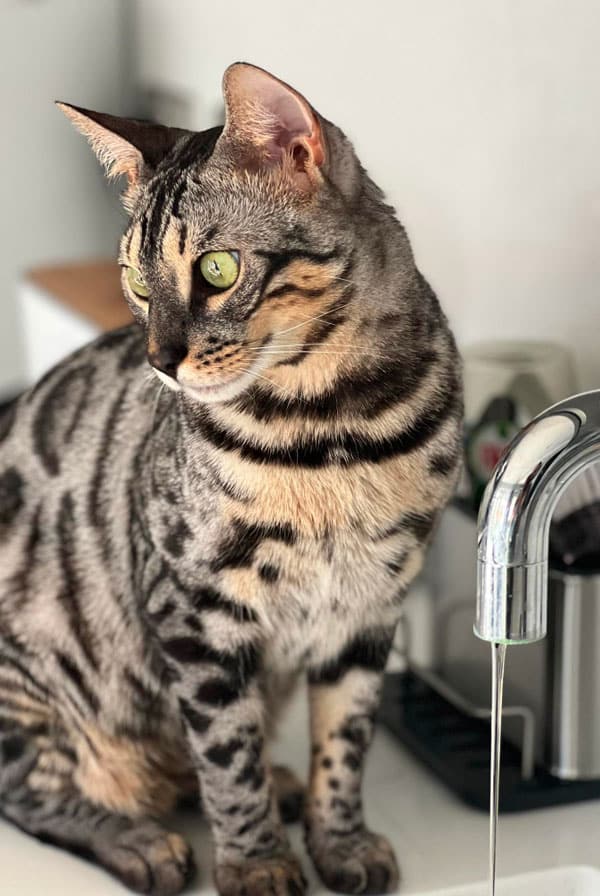 Chat qui veut boire de l'eau à l'évier