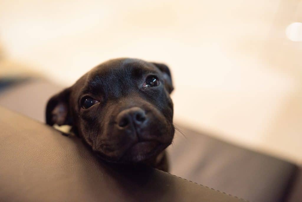 Chien Staffordshire Bull Terrier, top 3 du chien préféré des français