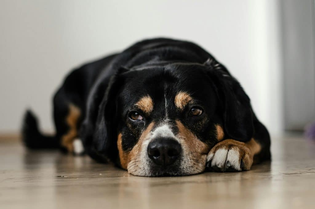 Chien fatigué à cause d'une allergie aux yeux 