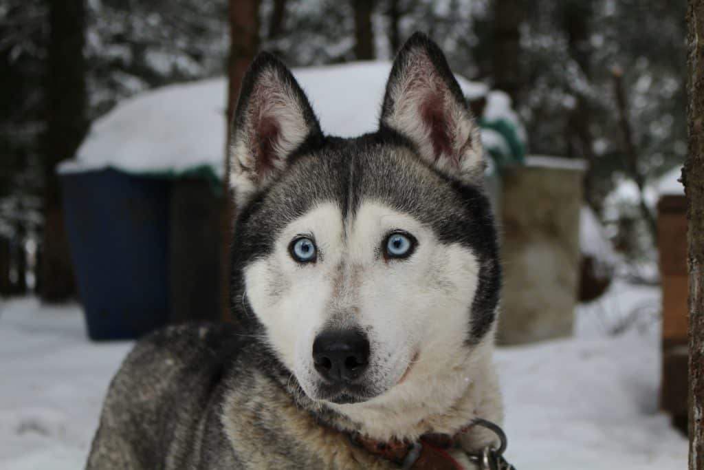 Chien Husky