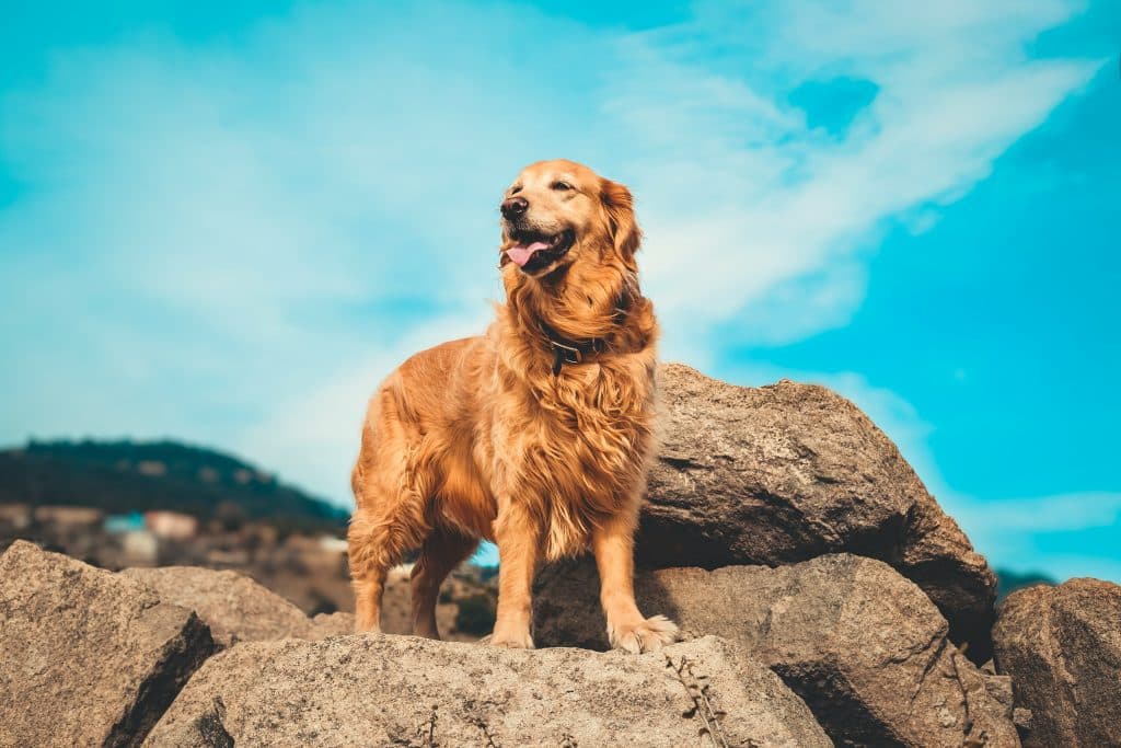 Chien Golden Retriever, top 2 du chien préféré des français 
