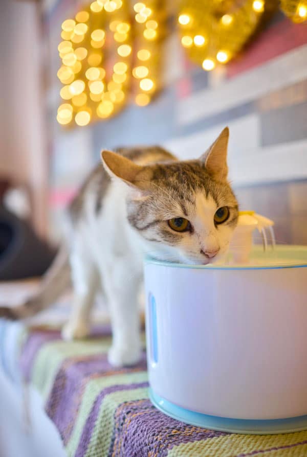 Fontaine à eau pour les chats replace les éviers