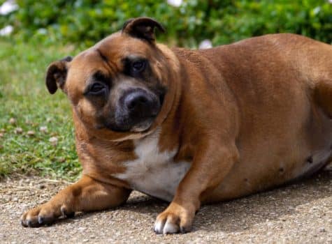 Chien en surpoids presque en obésité