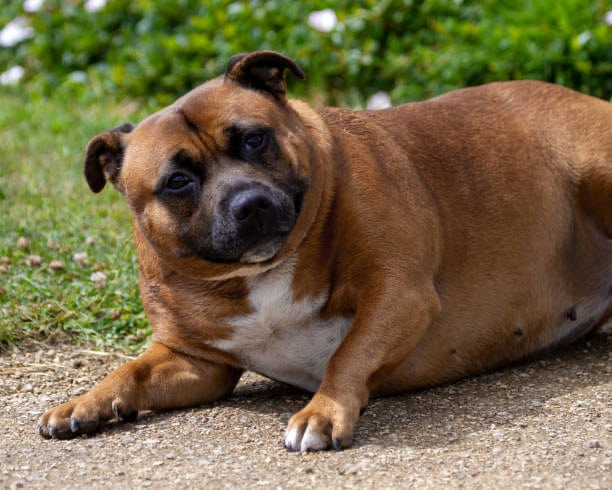 Chien en surpoids presque en obésité 