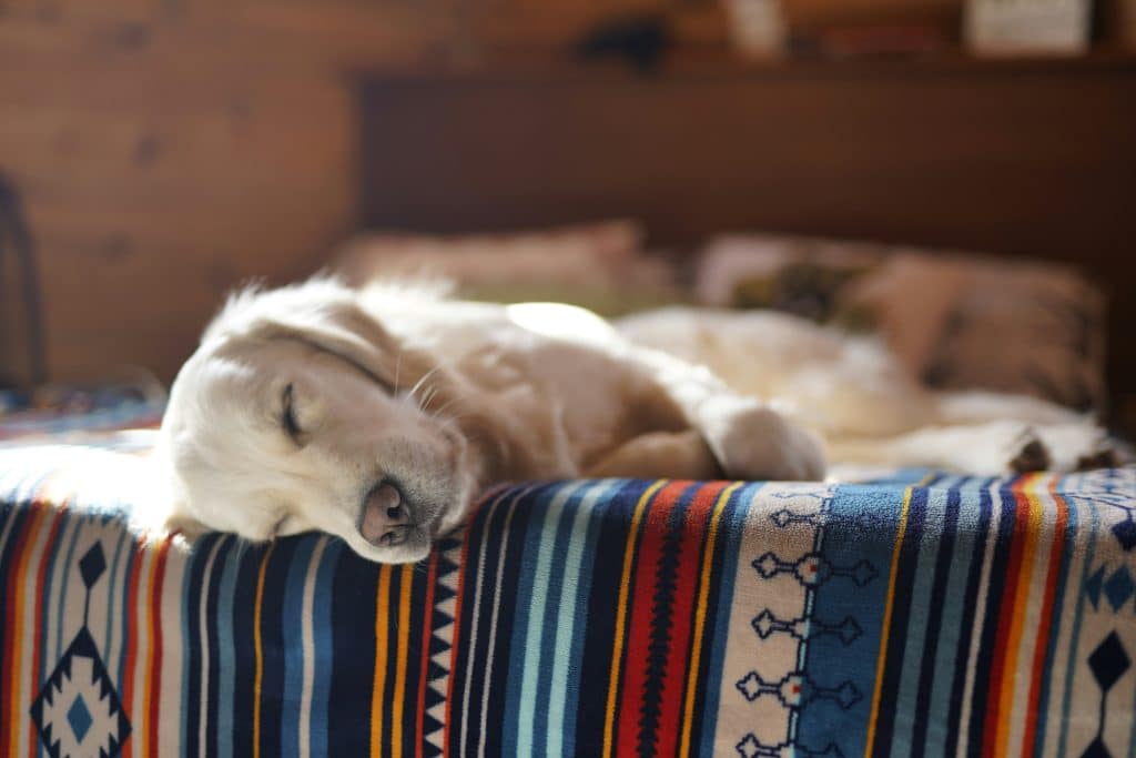 Chien qui dors pendant la sieste dans son panier 