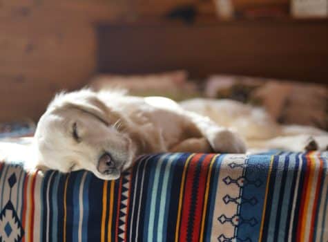 Chien qui dors pour la sieste dans son panier