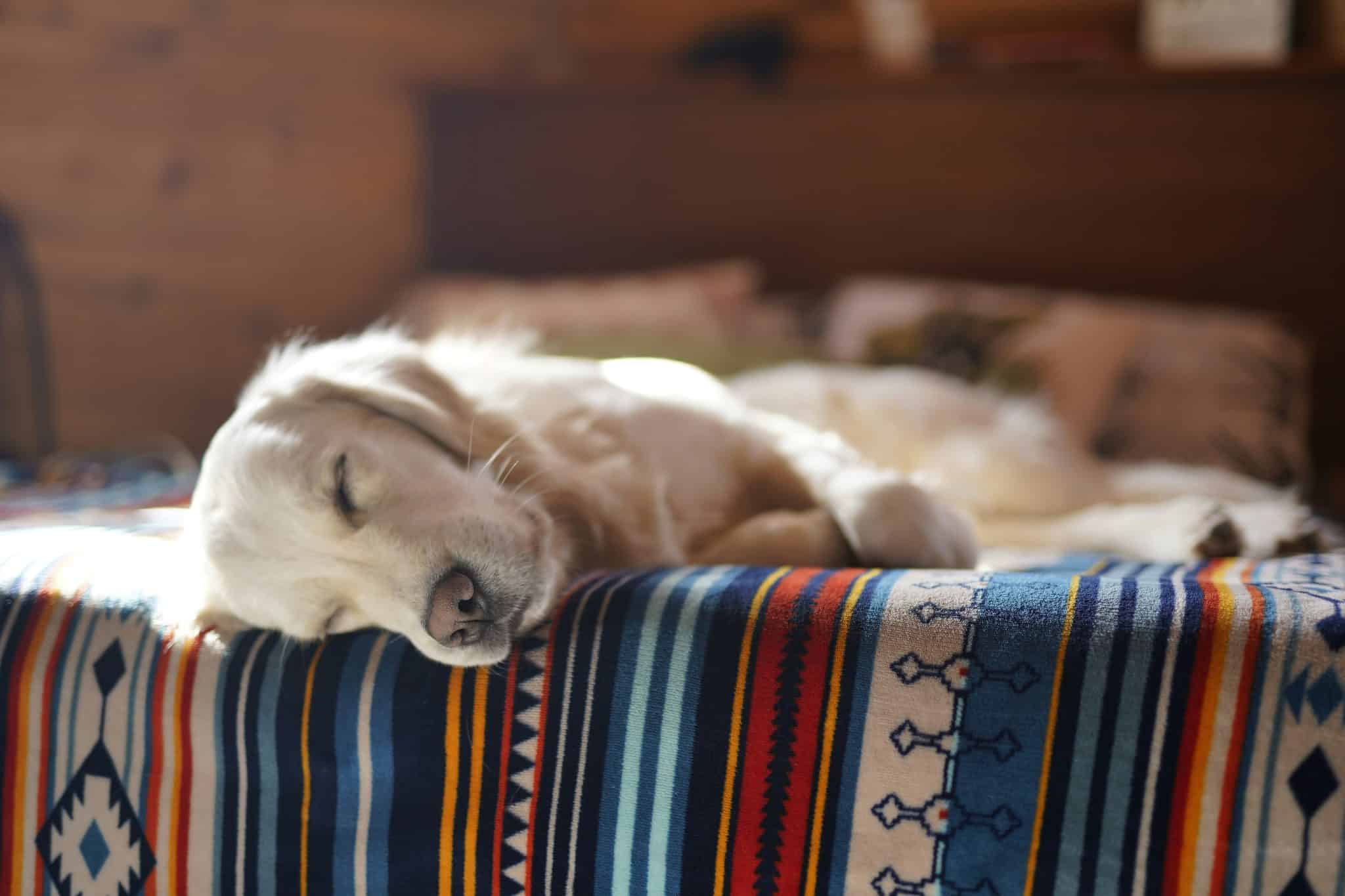 Où faire dormir son chien ? kozoo
