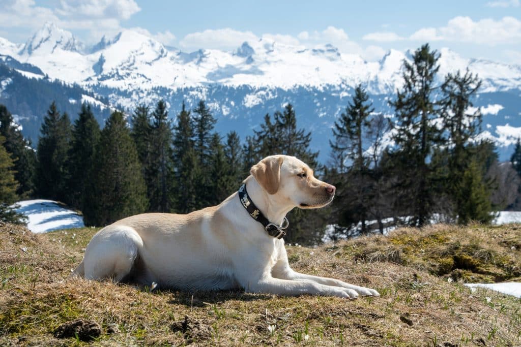 Chien Labrador, top 6 du chien préféré des français 