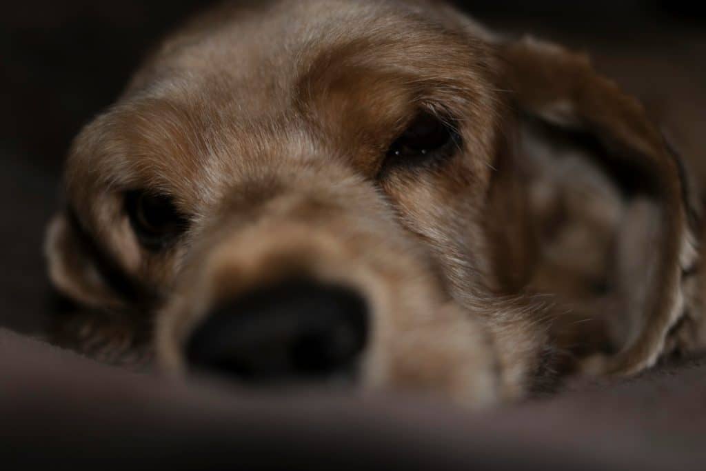 Chien Cocker Spaniel Américain